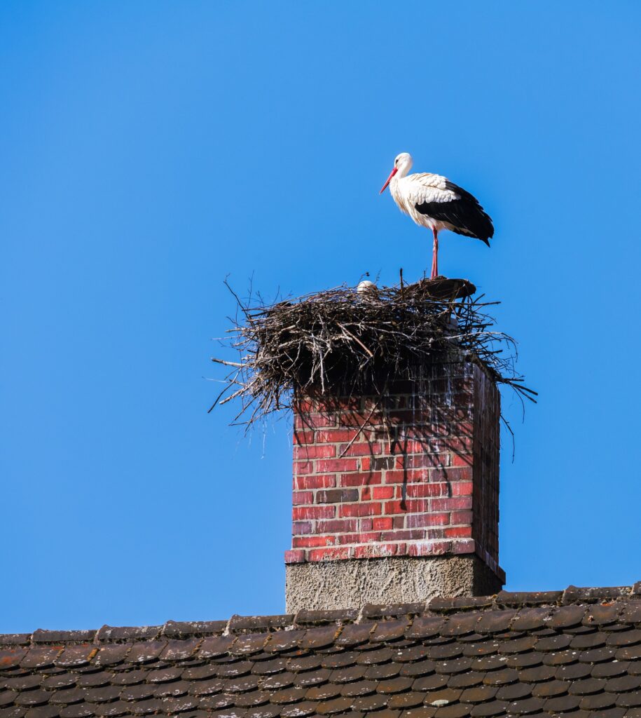 White stork couple in their nest on a chimney